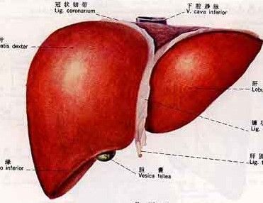 肝脏在人体的位置和图片 肝脏位置图片