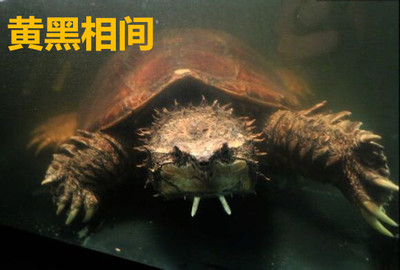 沉默爱龟-中美拟鳄龟二个种群的区别 拟鳄龟