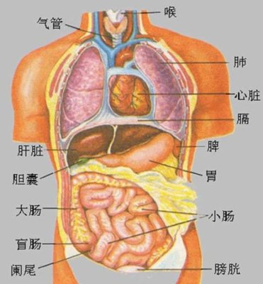 推揉小腹是防治慢性病的灵丹妙药 重点防治的三种慢性病