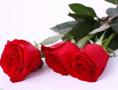 情人節玫瑰花語：玫瑰花顏色的含義和玫瑰花數量的含義
