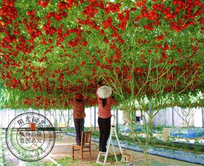 蔓性千斤拔种植技术要求 蔓灯笼花种植要求