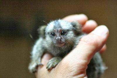 精彩图片：世上最小猴子「倭狨」[5P]