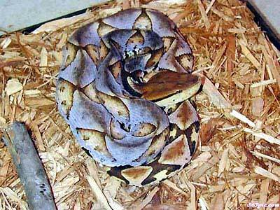 全世界最毒的十种蛇 中国最毒的蛇是什么蛇