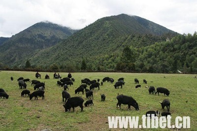 结布村的藏香猪养殖 藏香猪养殖