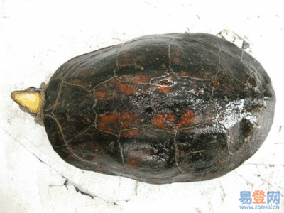 小乌龟饲养方法 石金钱龟的饲养方法