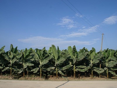 海南香蕉价格暴跌 蕉农肥料商合作社风险共担 风险共担机制