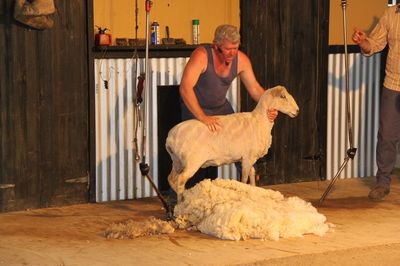 澳大利亚人剪羊毛全过程 美国剪羊毛的原理