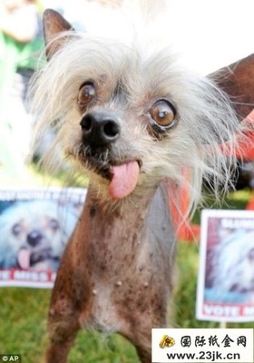 全世界最丑的狗 世界最丑的狗叫啥名