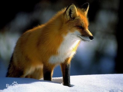 狐狸精-中国文化中的狐狸精 现在人中有狐狸精吗