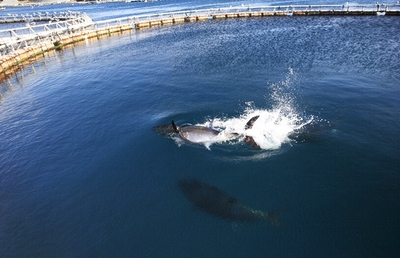 日本实现金枪鱼人工养殖 金枪鱼有养殖的吗