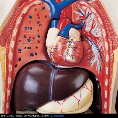 人体最大的器官是什么？ 人体最小的器官是什么