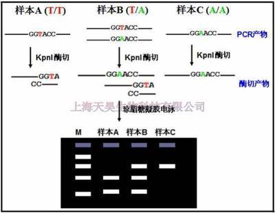 限制性内切酶酶切时应该注意的事项 酶切注意事项
