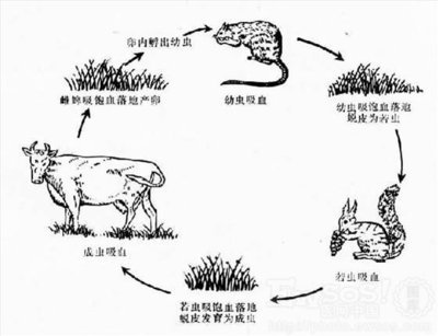 恶心的恐怖的多样的蜱虫，即使晕倒也要学会降服它 - 贵宾俱乐部 蜱虫咬后症状