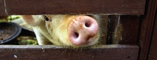 中草药在猪场的合理应用-博亚和讯 合理的猪场建设图片
