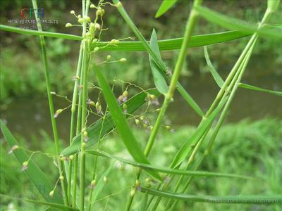 柳叶箬属 柳叶箬