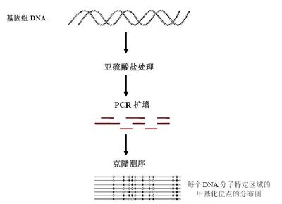 DNA甲基化研究方法（测序法） 甲基化测序原理