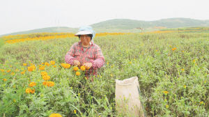 云南万寿菊种植聚集滇中(图) 云南滇中新区