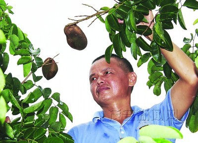 缅茄属 缅茄树