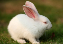 [转载]宠物兔的种类（图） 宠物兔的种类