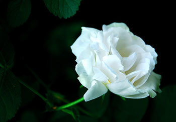 冬天里的白玫瑰 冬天里的白玫瑰视频