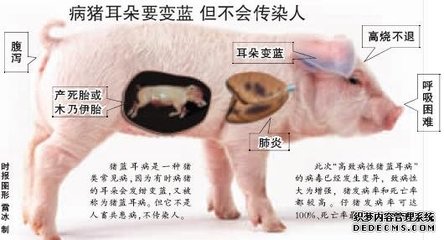 猪蓝耳病治疗方法 猪蓝耳病快速治疗方案