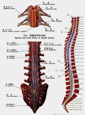 胸椎、颈椎、腰椎、骨棘突定位（图文学解） 颈椎胸椎腰椎图解全图