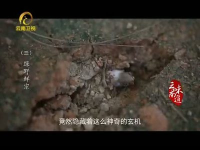 云南卫视《经典人文地理》视频集 Ι 经典人文地理二战
