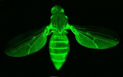 神奇的荧光蛋白打造五光十色的动物世界（转） mcherry荧光蛋白