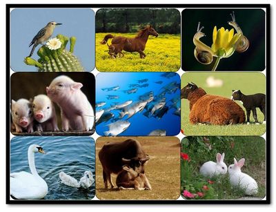 今天是世界动物日 10月4日世界动物日