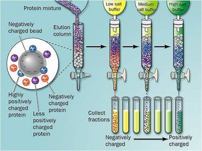 蛋白质纯化技术 蛋白质纯化方法