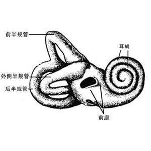 眩晕病 中医眩晕病