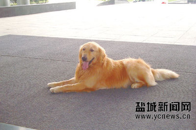 金毛犬 金毛犬多少钱一只