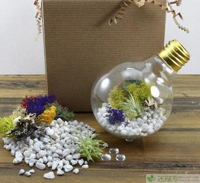 灯泡花瓶制作 灯泡植物全面教程及作品欣赏 灯泡做花瓶