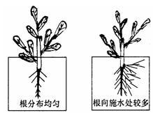 第三章第1节:环境对生物行为的影响(一)(二)