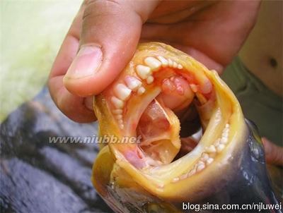 pacu鱼有着人类牙齿，趁人不备还咬人（图） 老鼠咬人的牙齿图片