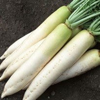 山东寿光蔬菜产业集团（天津）商品交易市场 寿光蔬菜种子公司