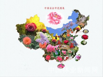 中国城市市花名称总汇 鲜花总汇