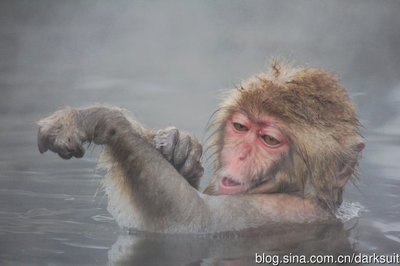 【日本·長野】春节去地狱谷温泉和猴子们一起泡温泉 登别地狱谷猴子温泉
