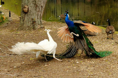 白孔雀和花孔雀：绝世的美丽