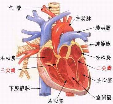 中医治疗心脏早博治疗两例 中医治疗风湿性心脏病