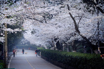 樱花树下的家——武汉大学 武汉工程大学