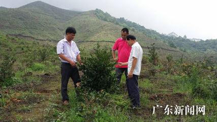 茶油树种植|我国茶油树的种植适宜地 茶油树种植前景