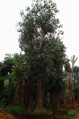 菩提树--白旃檀树--暴马丁香 旃檀树