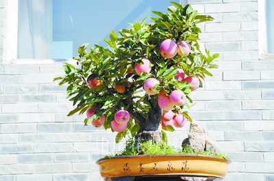 桃树的盆栽技术 盆栽桃树图片