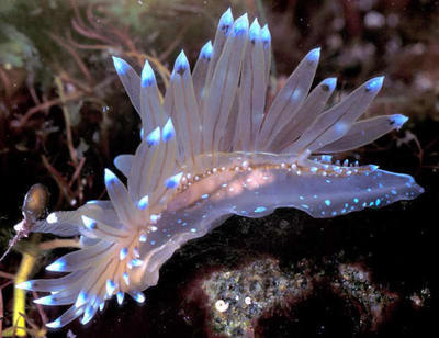 海兔-海蛞蝓 海兔图片