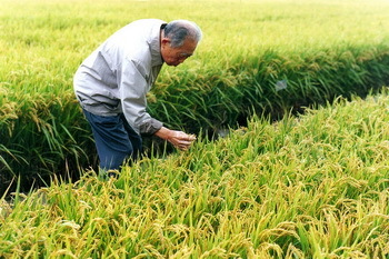 水稻种植田间管理 水稻成熟期田间管理