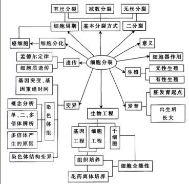 细胞周期 细胞分裂各个时期图片 人体细胞代谢周期