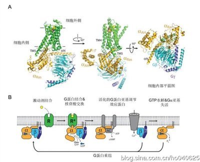 G蛋白偶联受体的故事 g蛋白偶联受体 示意图