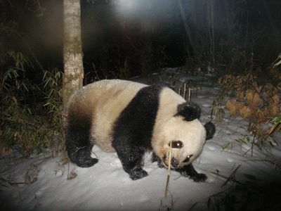 野生大熊猫的幸福生活 野生大熊猫下山求救