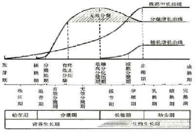 水稻的生育过程 水稻生育期多少天